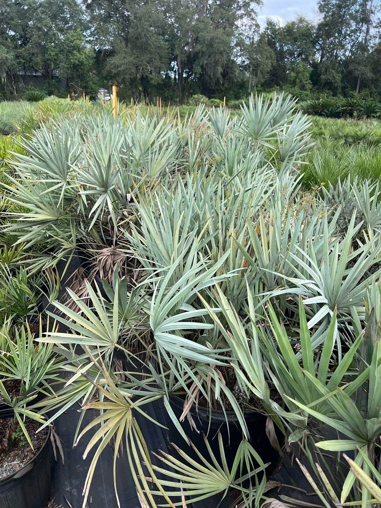 serenoa-repens-cinerea-silver-saw-palmetto