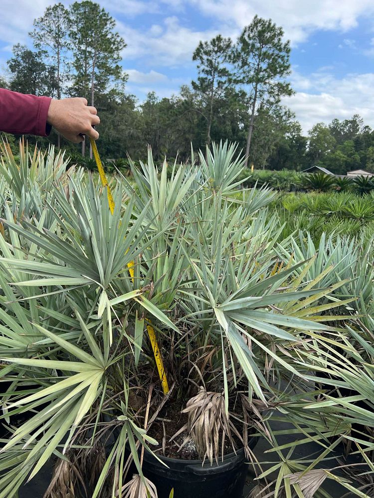 serenoa-repens-cinerea-silver-saw-palmetto