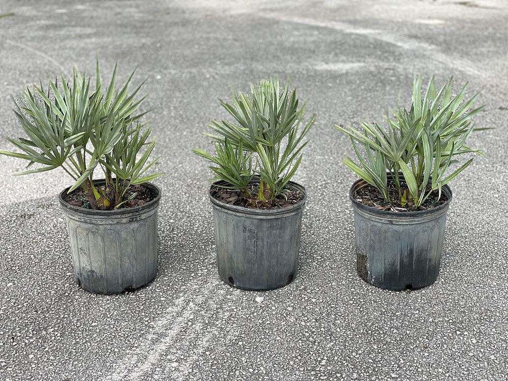 serenoa-repens-cinerea-silver-saw-palmetto