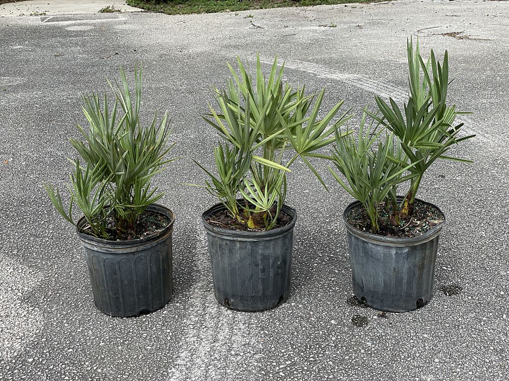 serenoa-repens-cinerea-silver-saw-palmetto