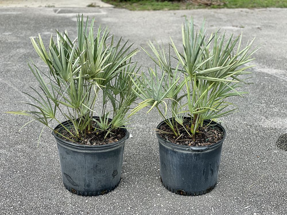 serenoa-repens-cinerea-silver-saw-palmetto