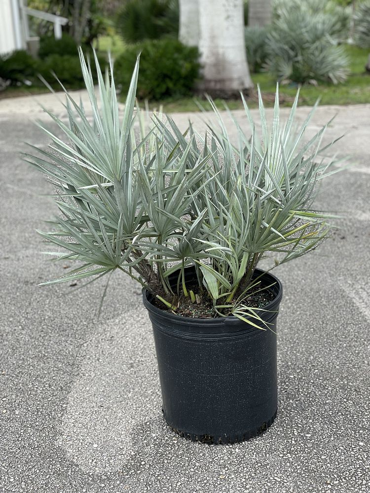 serenoa-repens-cinerea-silver-saw-palmetto