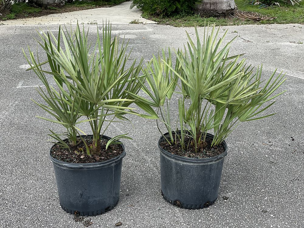 serenoa-repens-cinerea-silver-saw-palmetto