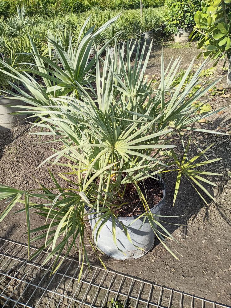 serenoa-repens-cinerea-silver-saw-palmetto