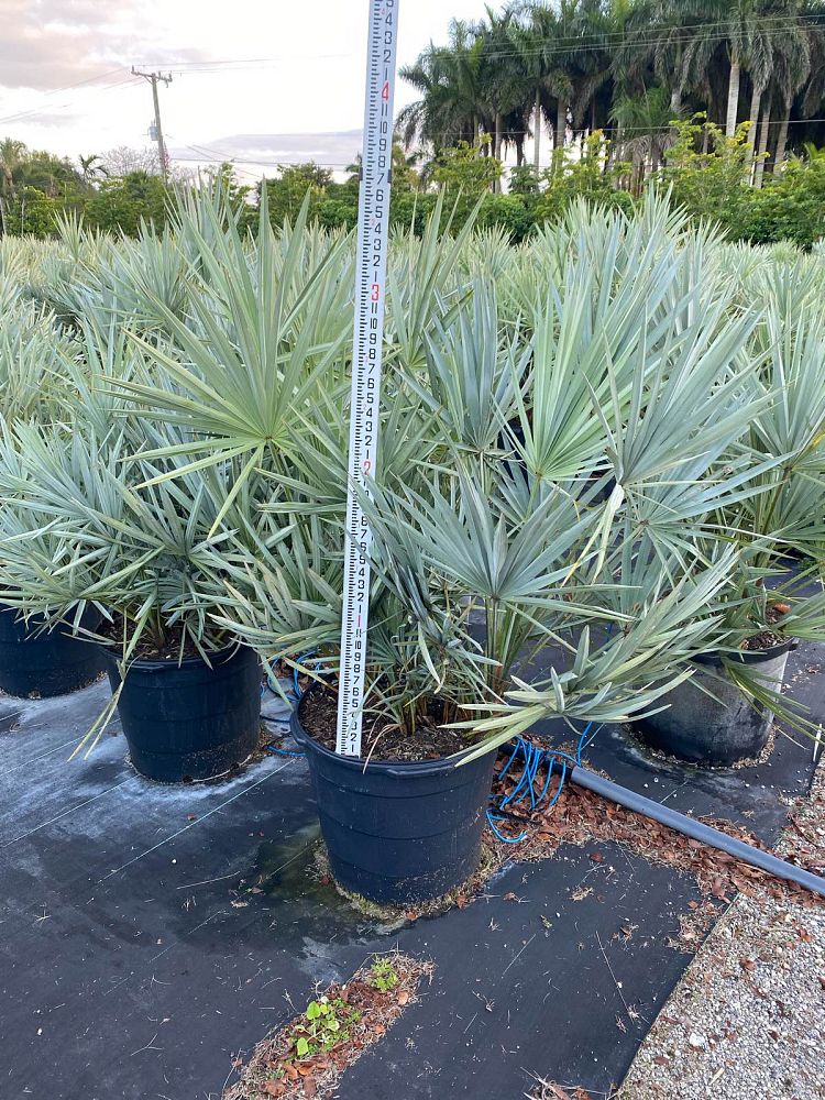 serenoa-repens-cinerea-silver-saw-palmetto
