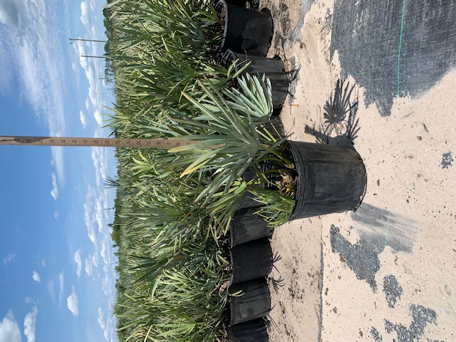 serenoa-repens-cinerea-silver-saw-palmetto