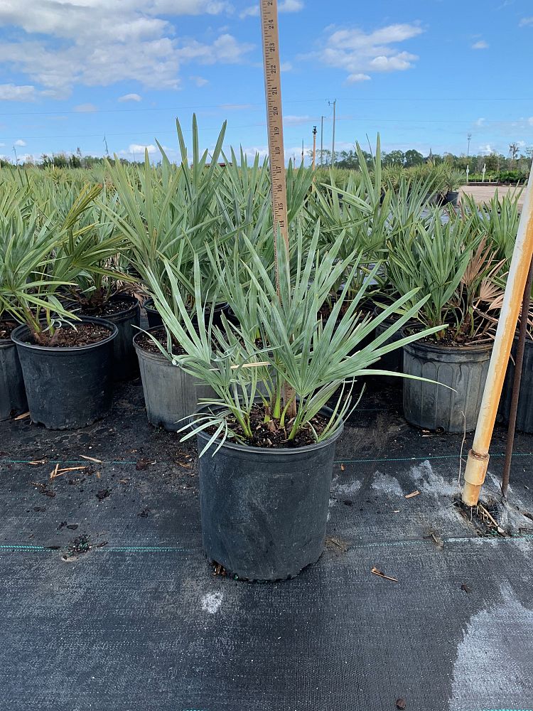 serenoa-repens-cinerea-silver-saw-palmetto
