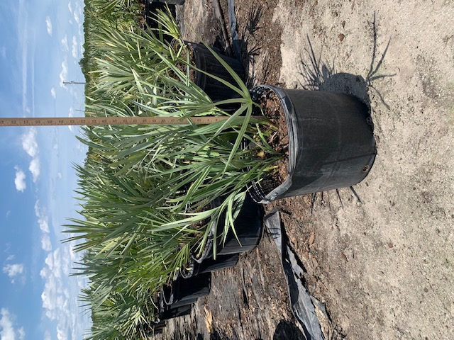 serenoa-repens-cinerea-silver-saw-palmetto