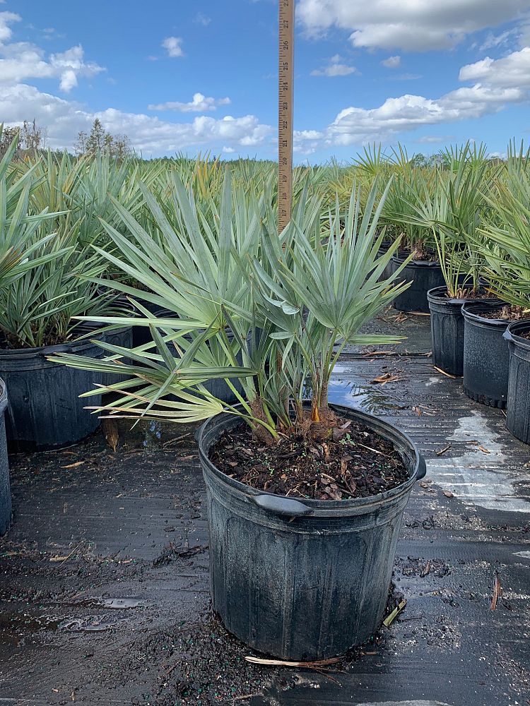 serenoa-repens-cinerea-silver-saw-palmetto
