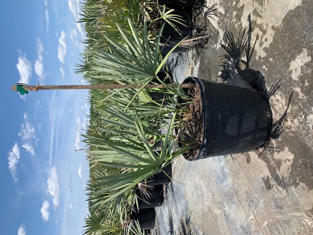 serenoa-repens-cinerea-silver-saw-palmetto