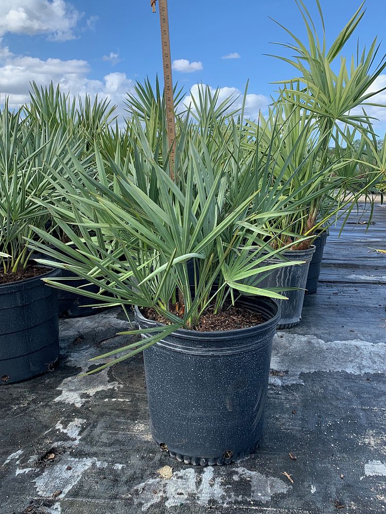 serenoa-repens-cinerea-silver-saw-palmetto
