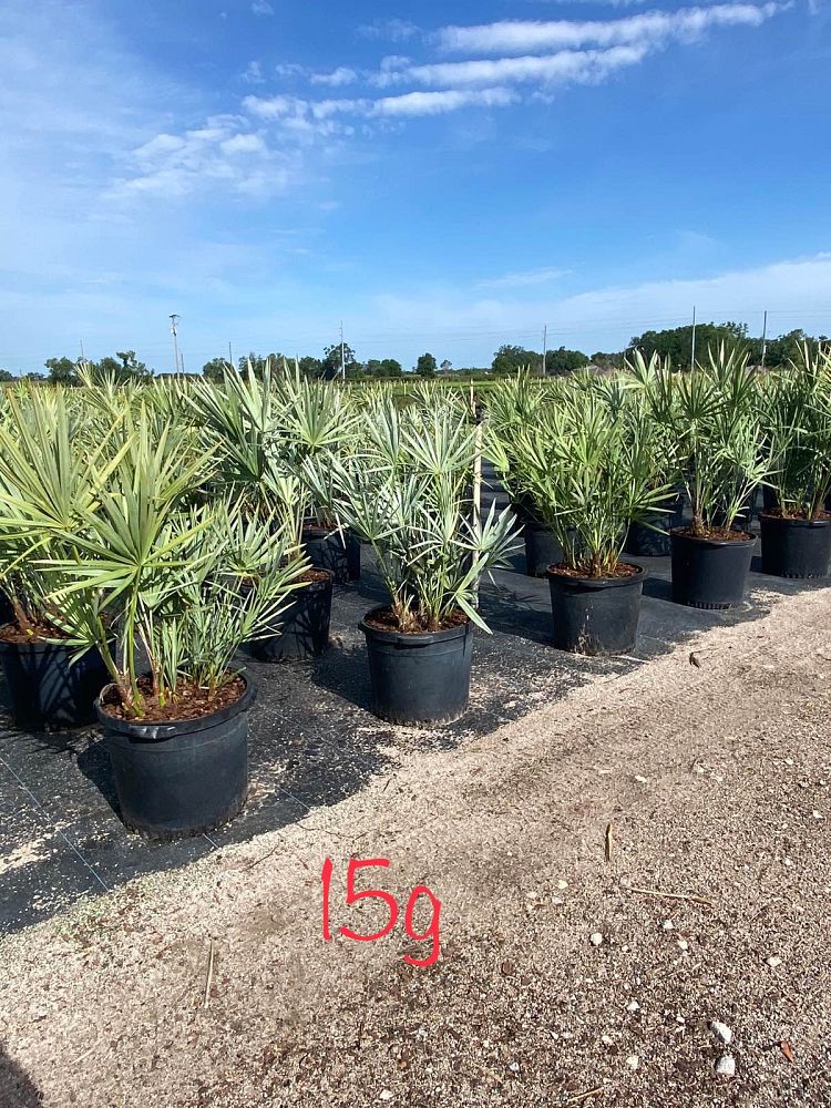 serenoa-repens-cinerea-silver-saw-palmetto
