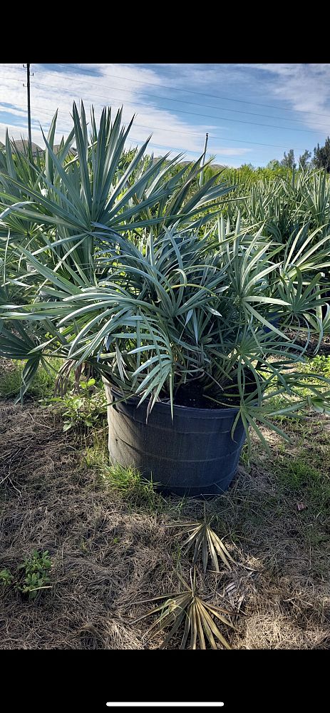 serenoa-repens-cinerea-silver-saw-palmetto