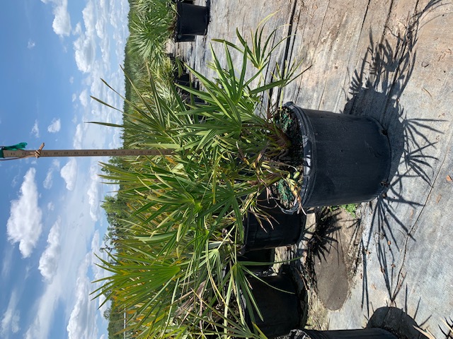 serenoa-repens-cinerea-silver-saw-palmetto