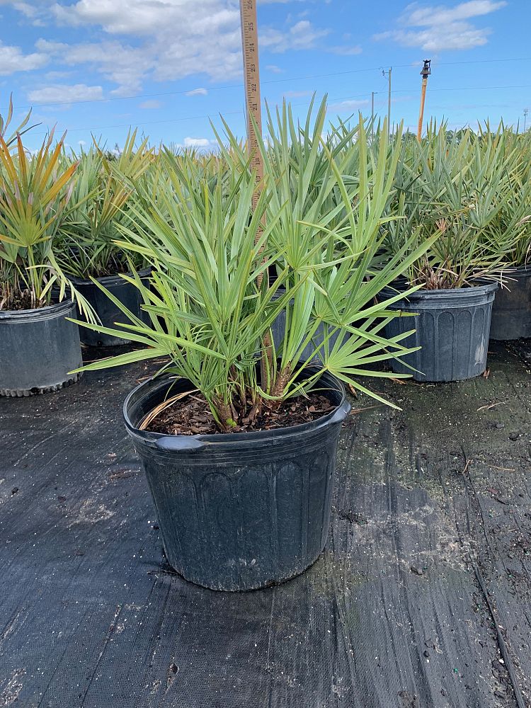 serenoa-repens-cinerea-silver-saw-palmetto