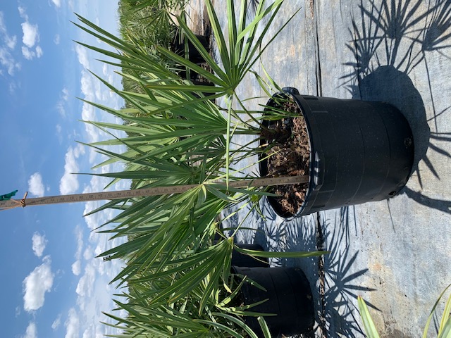 serenoa-repens-cinerea-silver-saw-palmetto