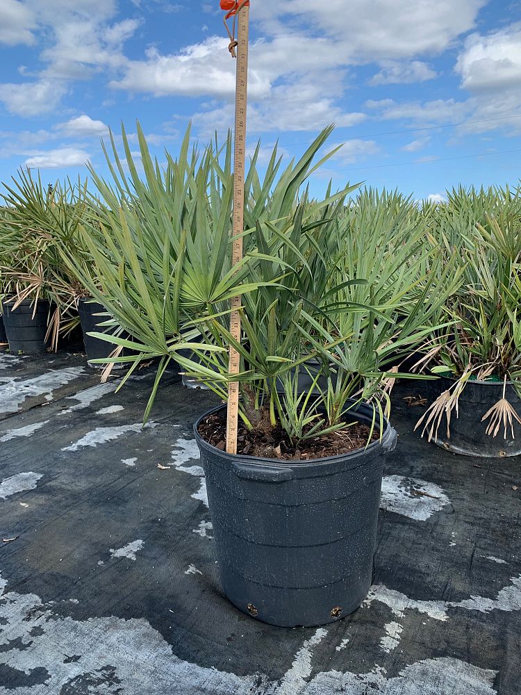 serenoa-repens-cinerea-silver-saw-palmetto