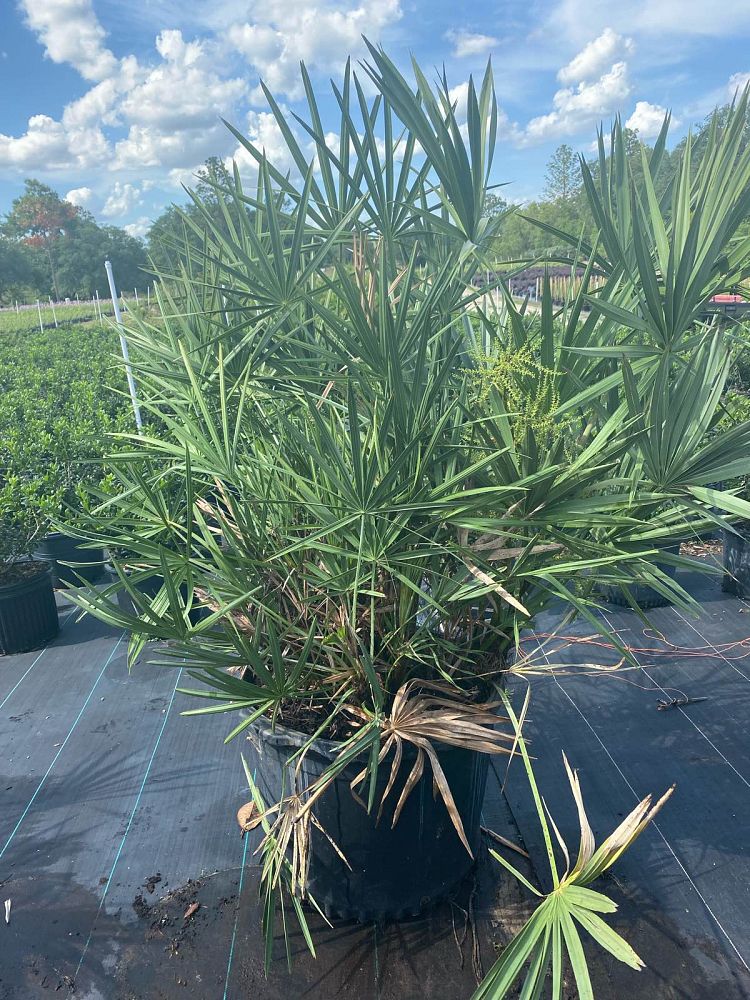 serenoa-repens-cinerea-silver-saw-palmetto