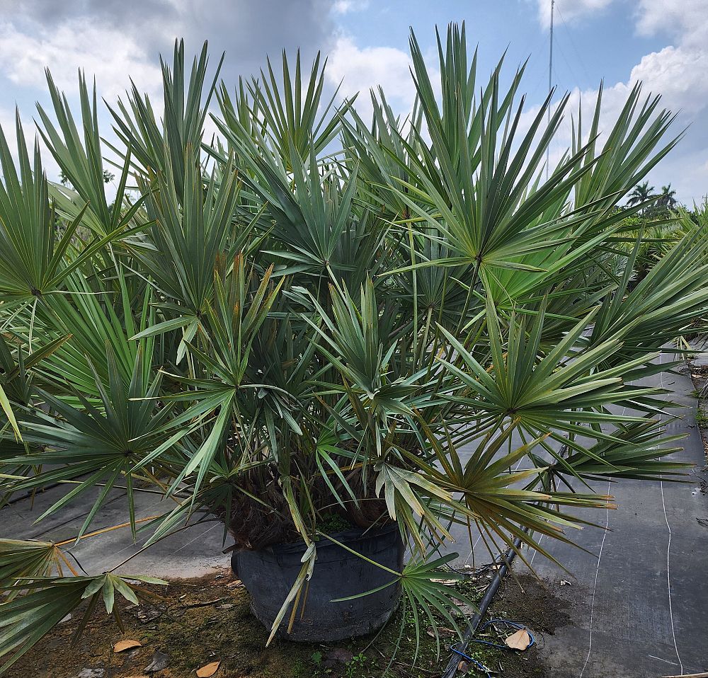 serenoa-repens-cinerea-silver-saw-palmetto