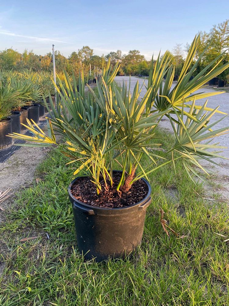 serenoa-repens-cinerea-silver-saw-palmetto