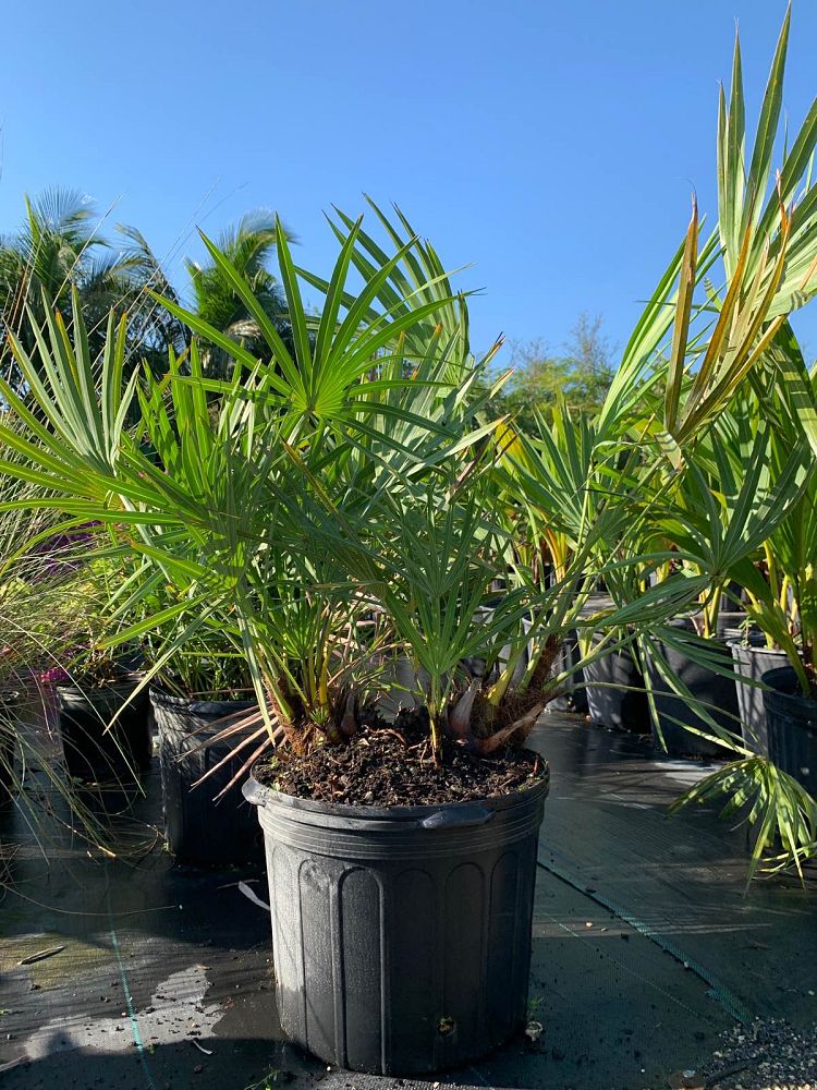 serenoa-repens-cinerea-silver-saw-palmetto