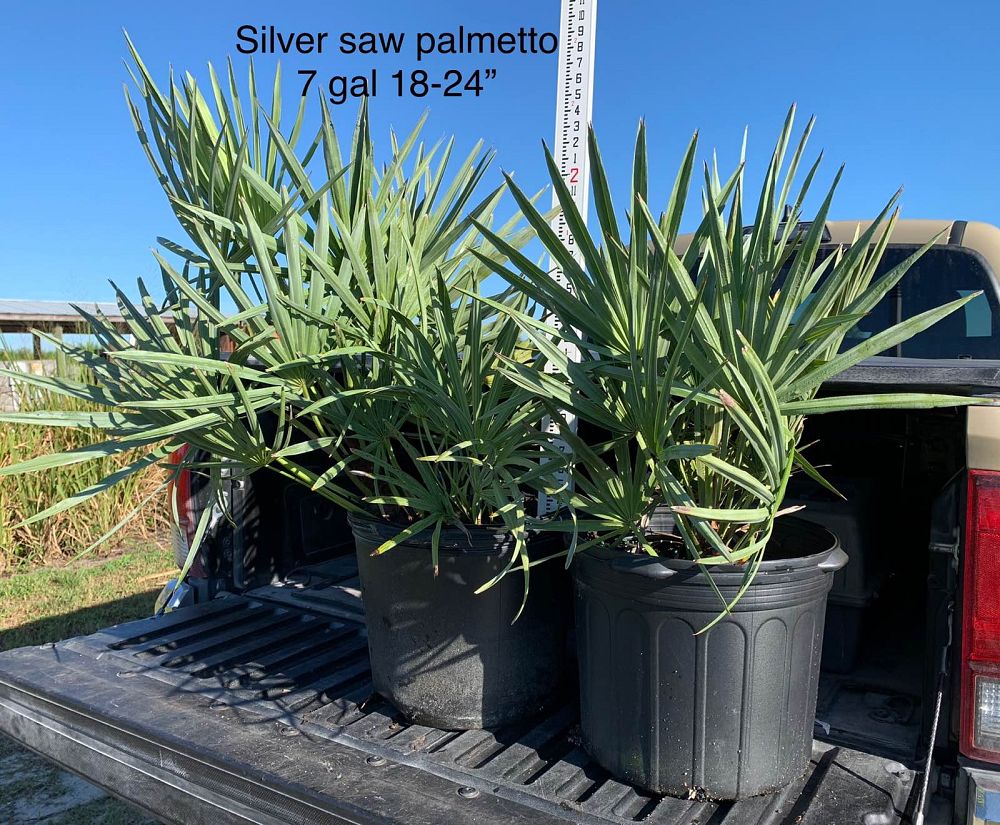 serenoa-repens-cinerea-silver-saw-palmetto