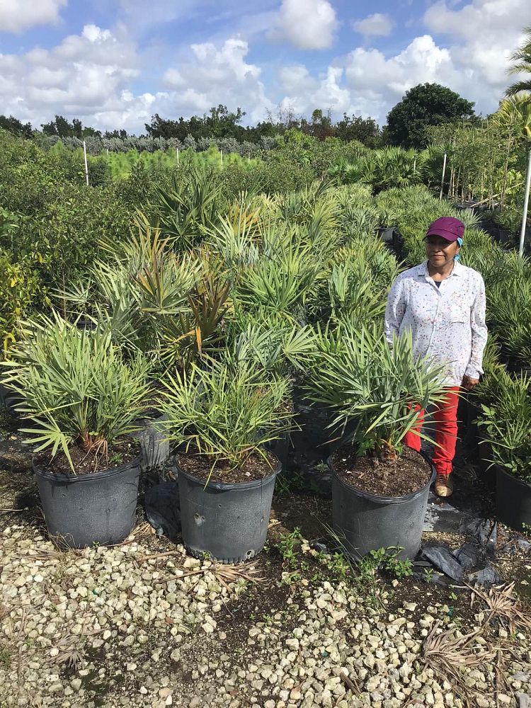 serenoa-repens-cinerea-silver-saw-palmetto