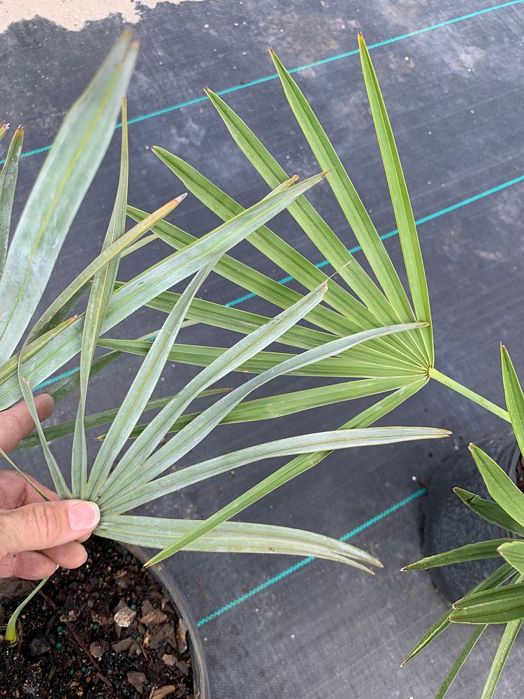 serenoa-repens-cinerea-silver-saw-palmetto