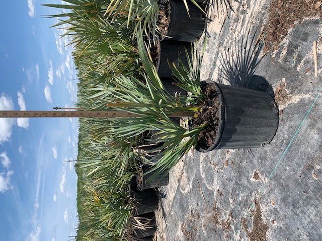 serenoa-repens-cinerea-silver-saw-palmetto