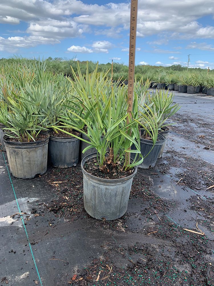 serenoa-repens-cinerea-silver-saw-palmetto