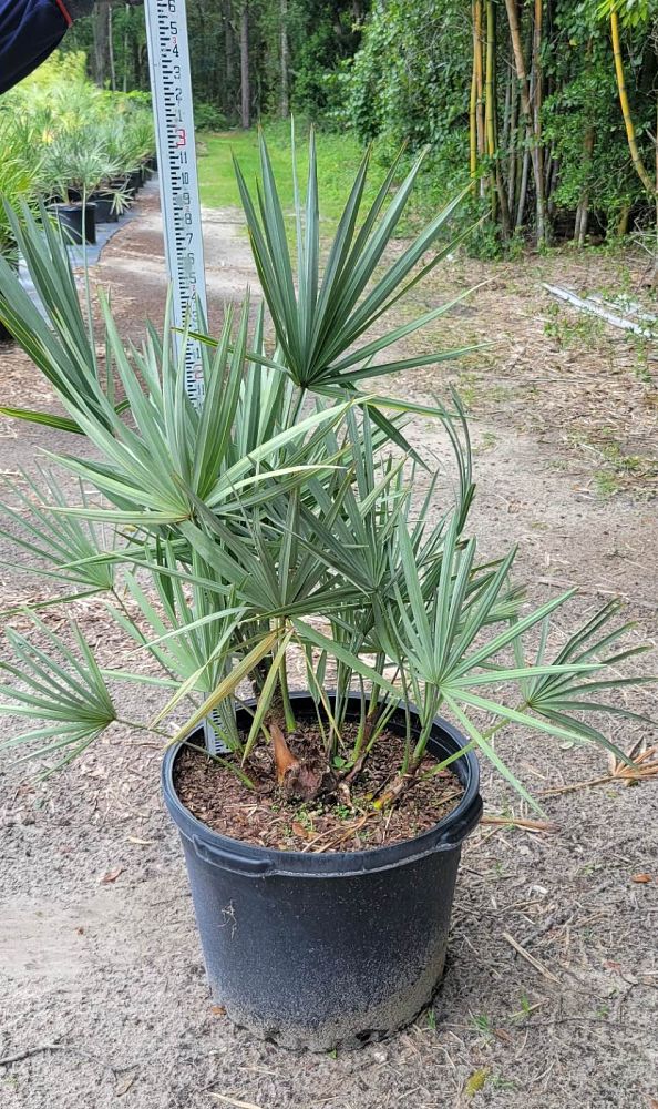 serenoa-repens-cinerea-silver-saw-palmetto