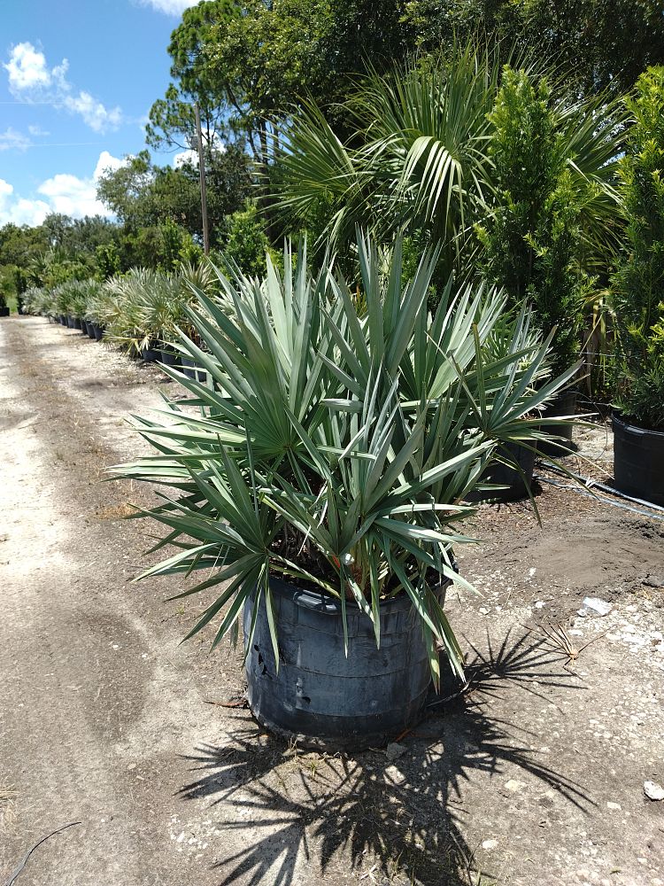 serenoa-repens-cinerea-silver-saw-palmetto