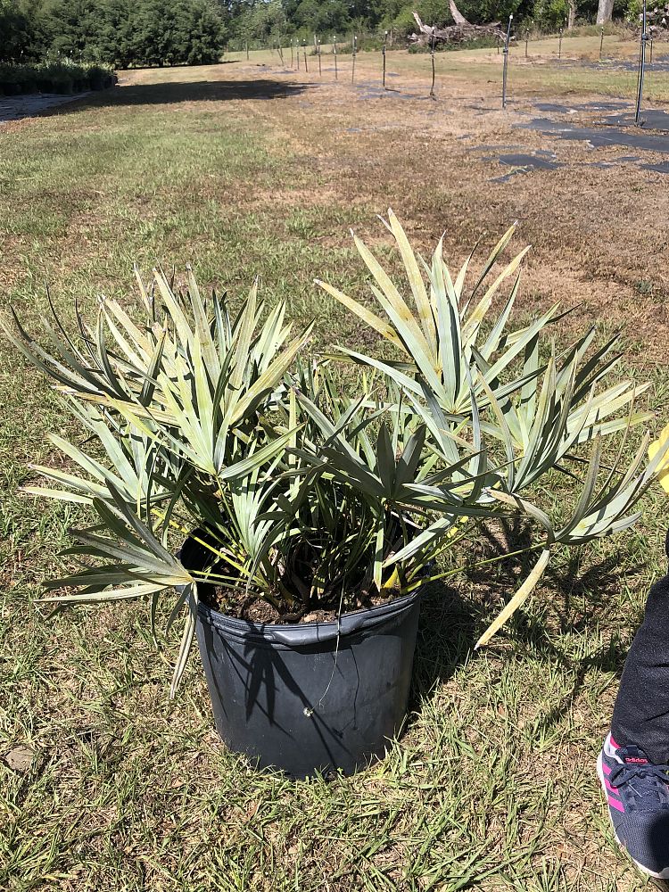 serenoa-repens-cinerea-silver-saw-palmetto