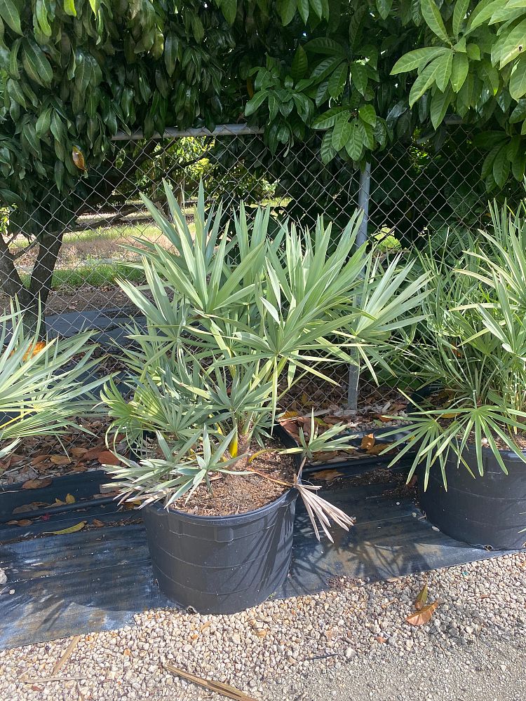 serenoa-repens-cinerea-silver-saw-palmetto