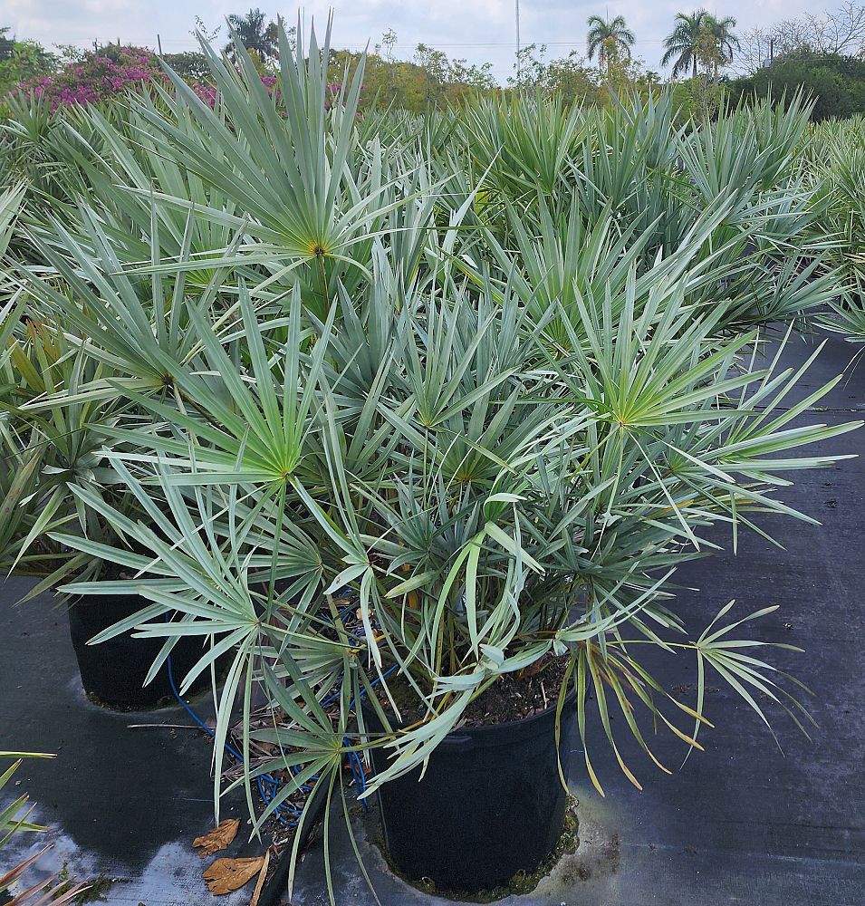 serenoa-repens-cinerea-silver-saw-palmetto