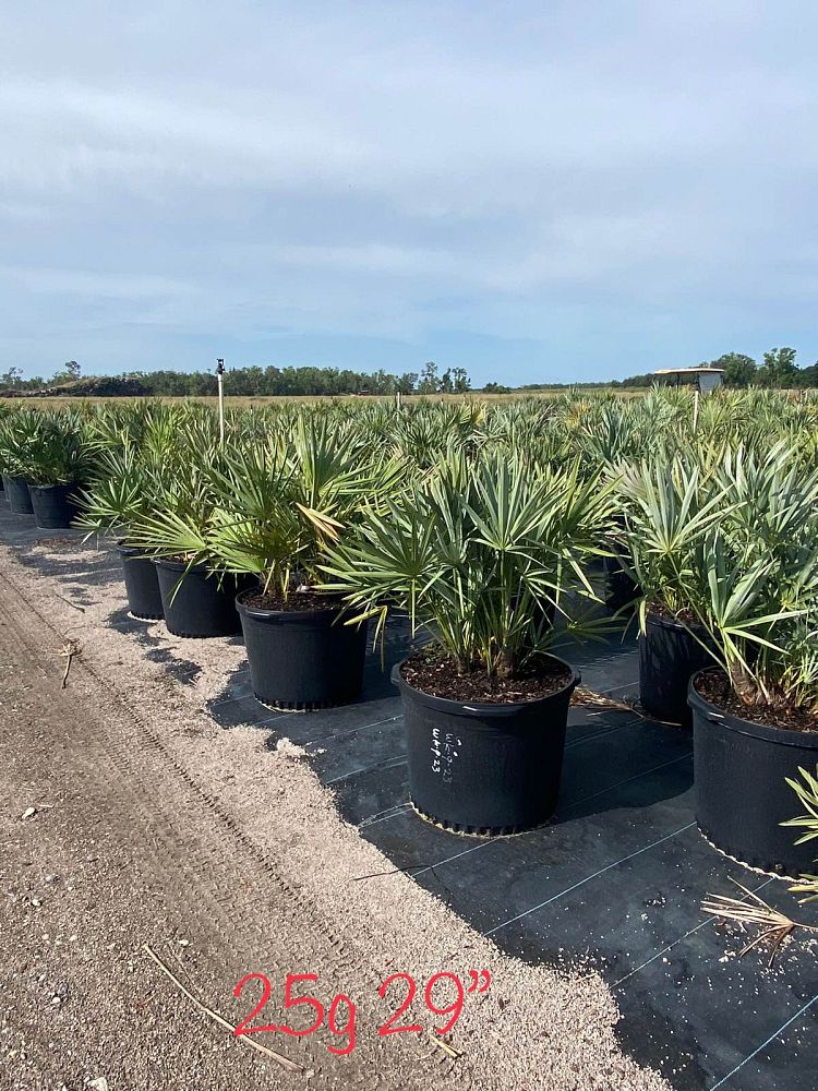 serenoa-repens-cinerea-silver-saw-palmetto