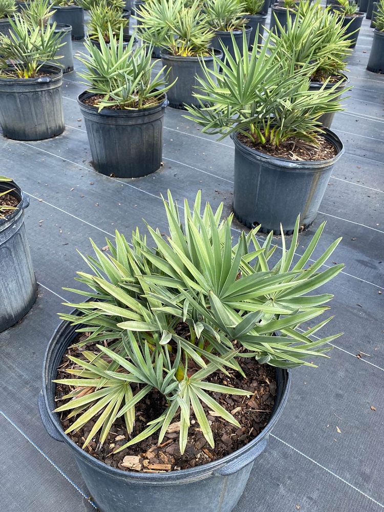 serenoa-repens-cinerea-silver-saw-palmetto