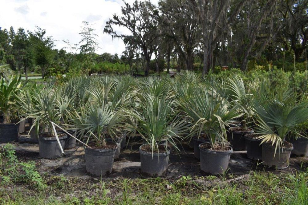 serenoa-repens-cinerea-silver-saw-palmetto