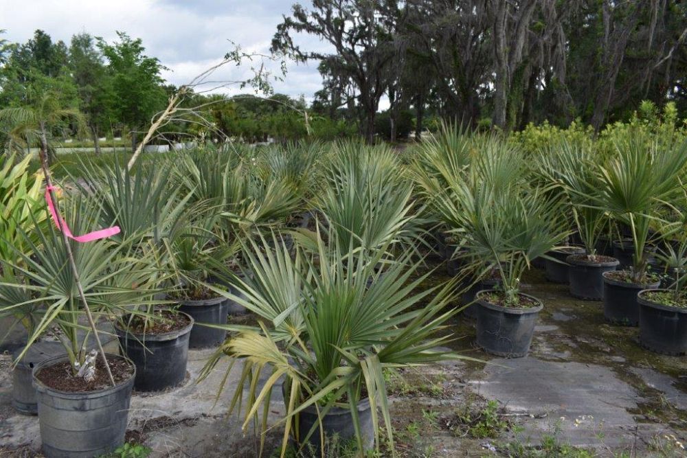 serenoa-repens-cinerea-silver-saw-palmetto