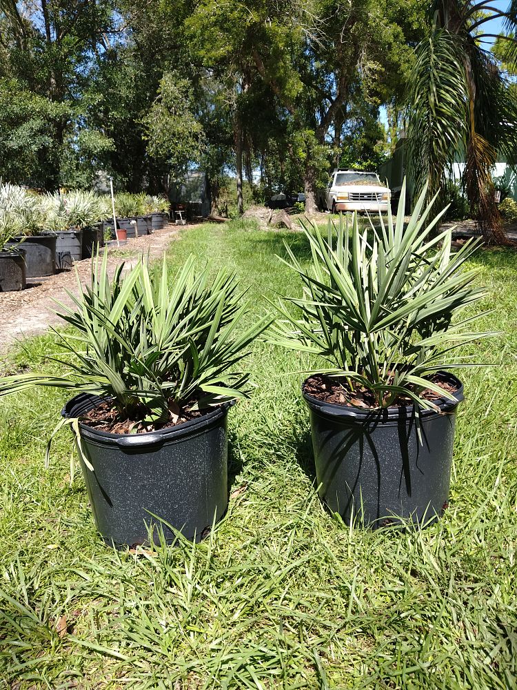 serenoa-repens-cinerea-silver-saw-palmetto