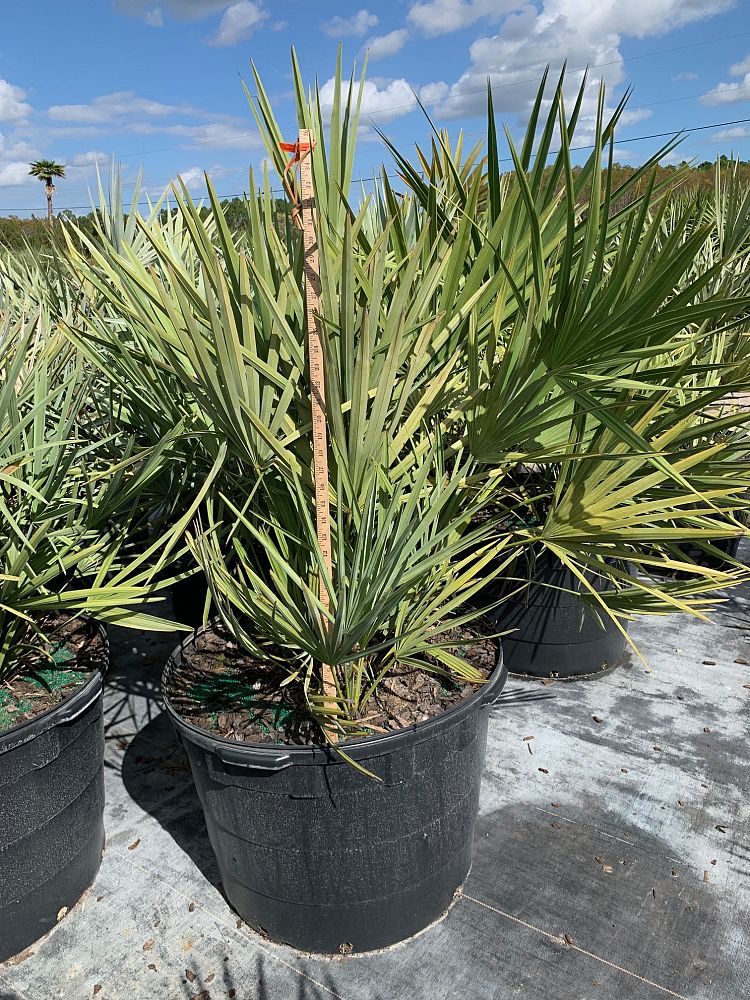 serenoa-repens-cinerea-silver-saw-palmetto