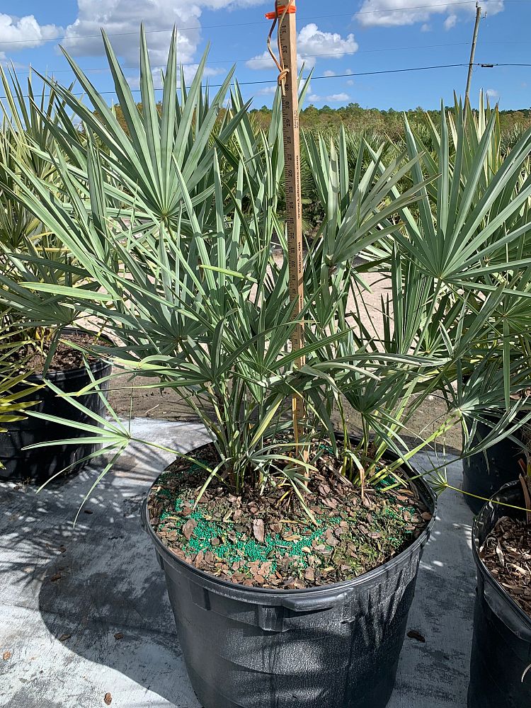 serenoa-repens-cinerea-silver-saw-palmetto