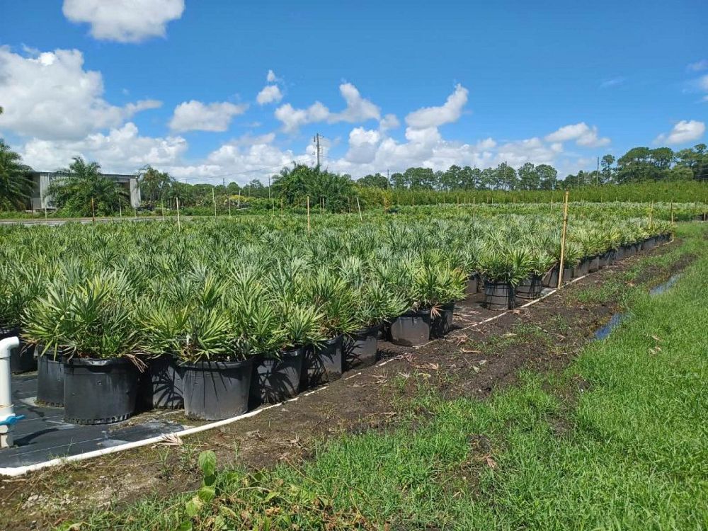serenoa-repens-cinerea-silver-saw-palmetto