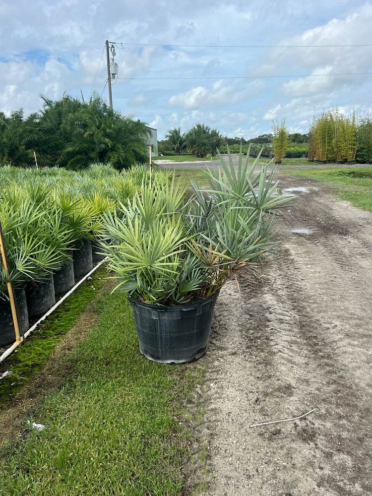 serenoa-repens-cinerea-silver-saw-palmetto