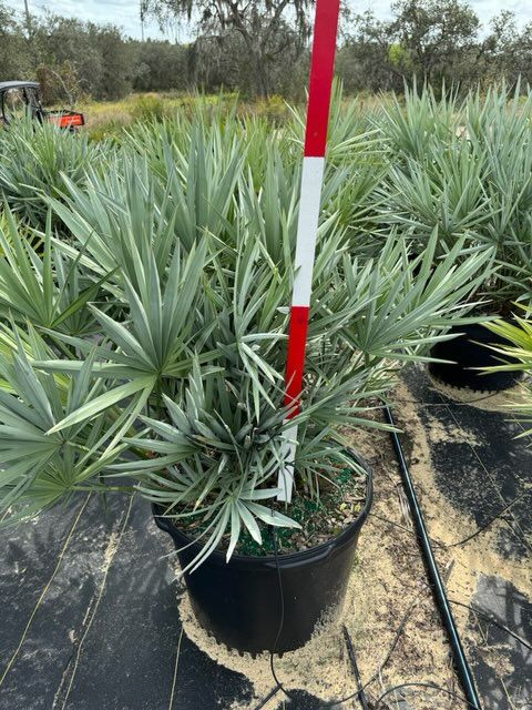serenoa-repens-cinerea-silver-saw-palmetto