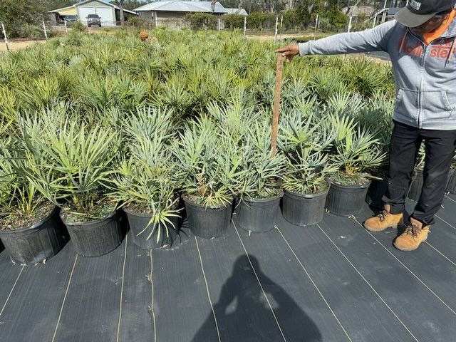 serenoa-repens-cinerea-silver-saw-palmetto
