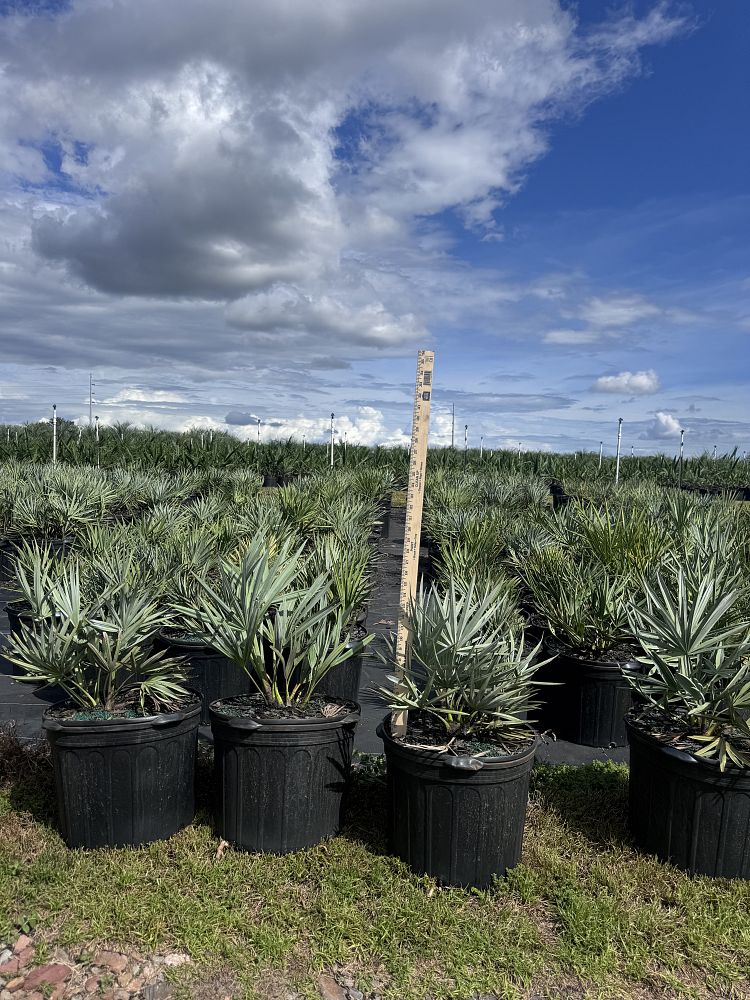 serenoa-repens-cinerea-silver-saw-palmetto