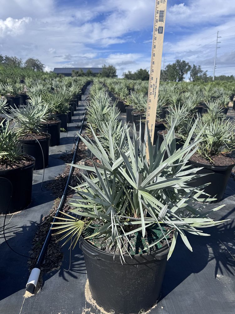 serenoa-repens-cinerea-silver-saw-palmetto