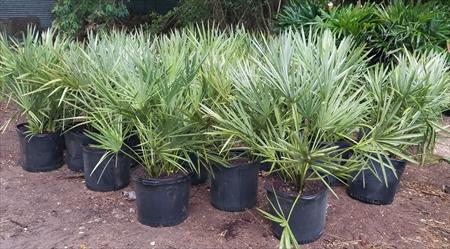 serenoa-repens-cinerea-silver-saw-palmetto