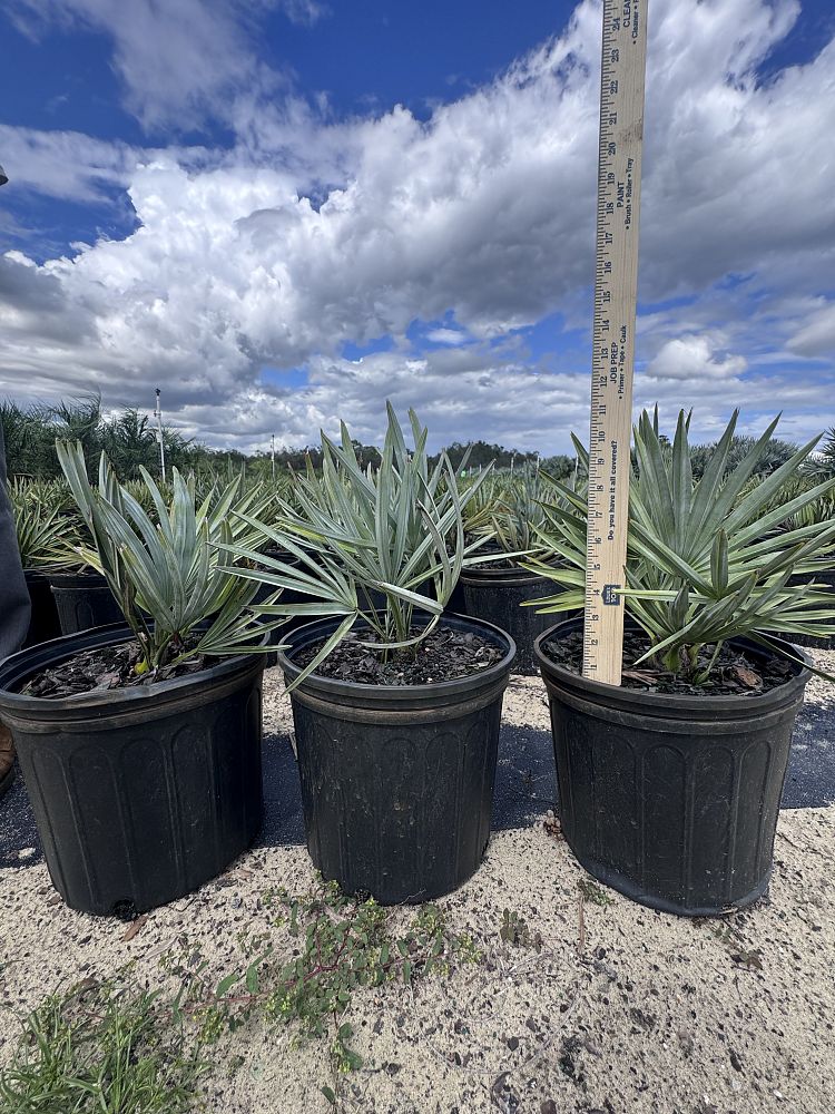 serenoa-repens-cinerea-silver-saw-palmetto